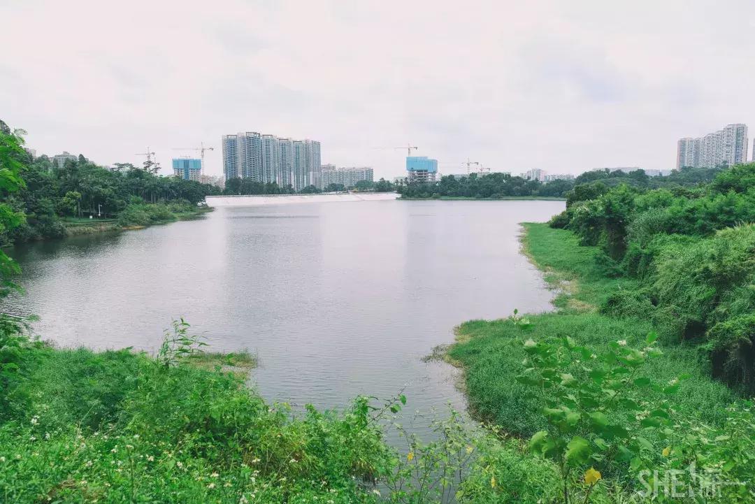 深圳市美美美,深圳最美免费水库