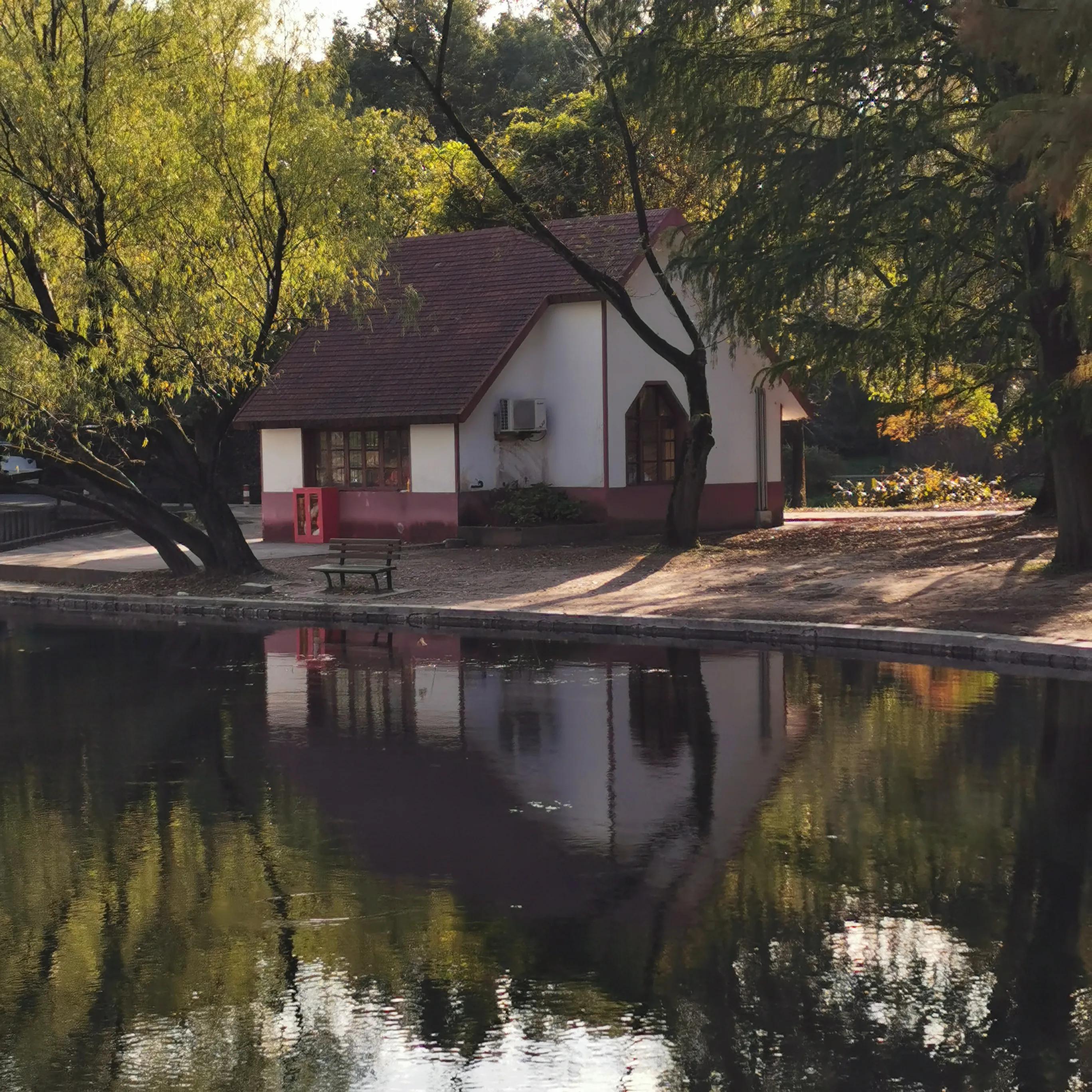上海共青森林秋景,上海共青森林公园夜景
