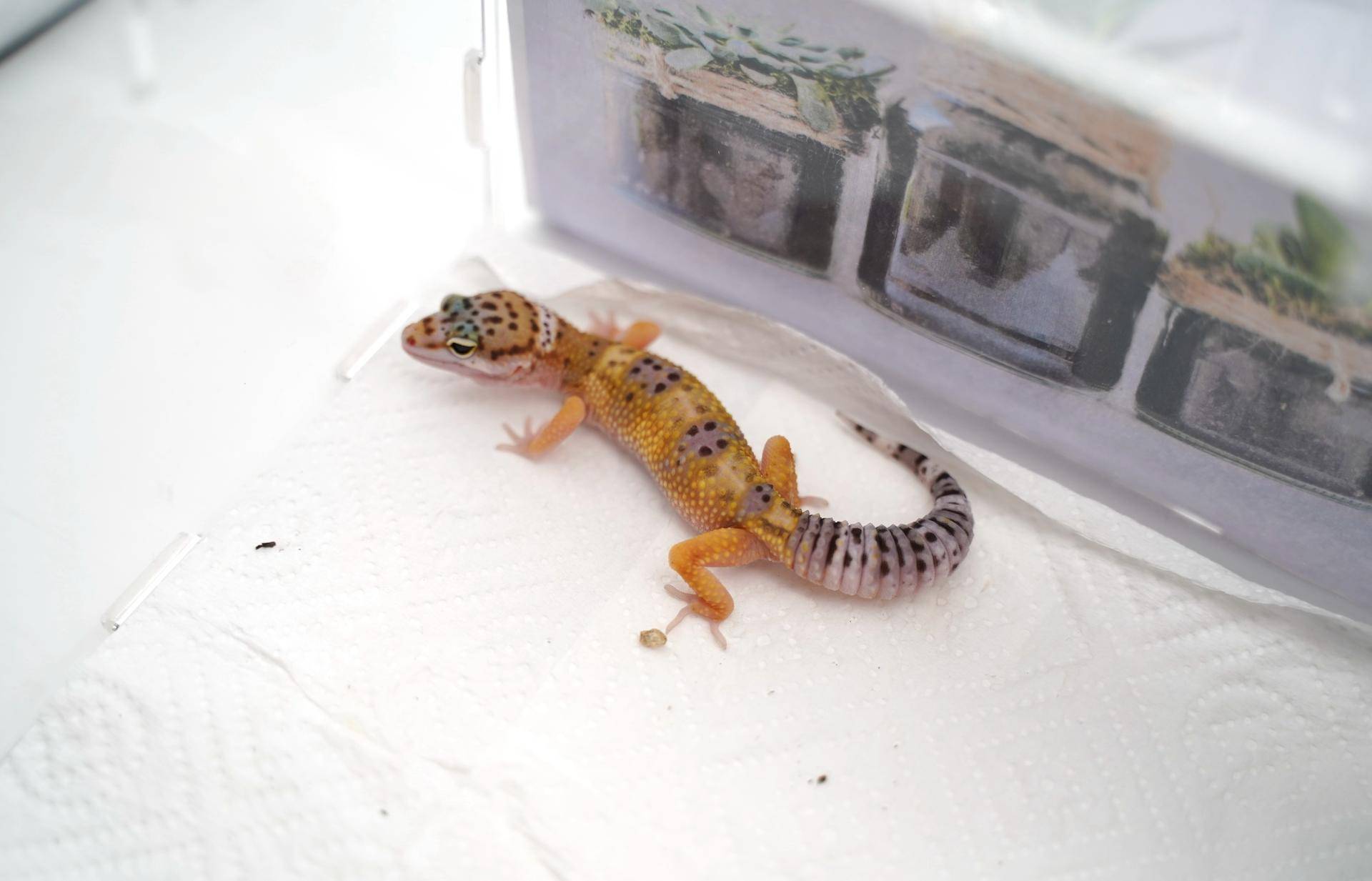 新手如何饲养一只豹纹守宫知乎,如何养好一只豹纹守宫