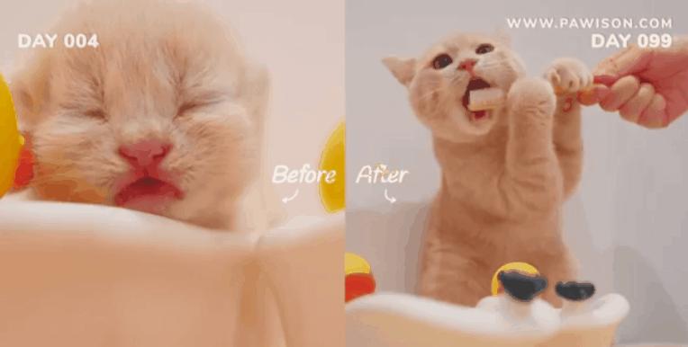 国家一级保护野生猫,国家一级保护哺乳动物名单