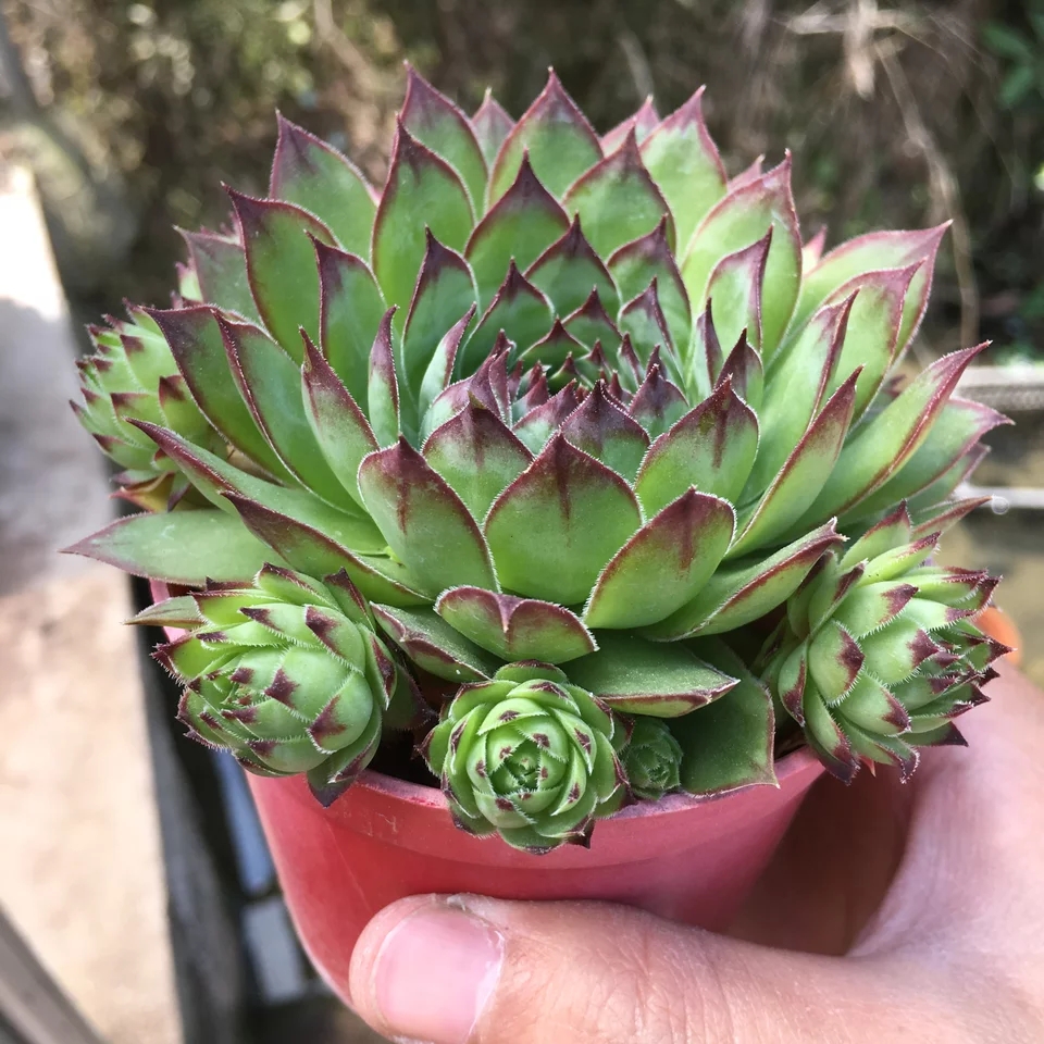 观音莲爆崽后要不要剪,观音莲小崽多久可以爆侧芽