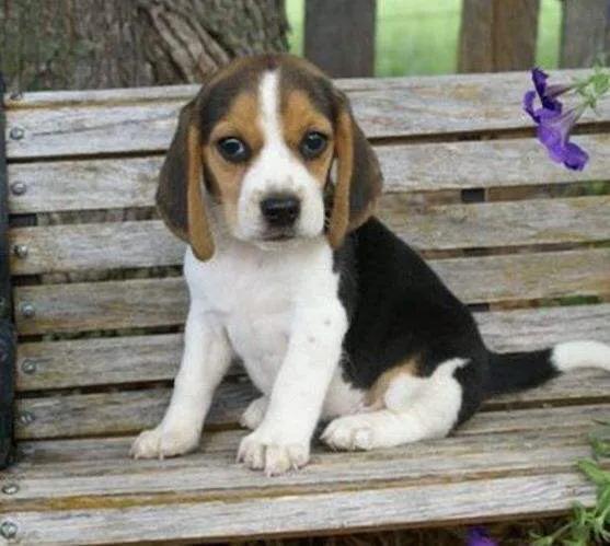 比格犬的性格,比格犬的优缺点及性格