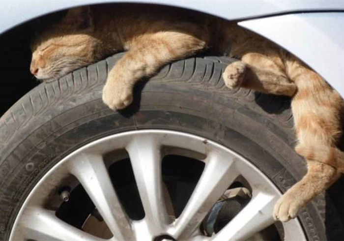 救助流浪猫怎么防止被猫抓,救助流浪小猫怎么喂奶