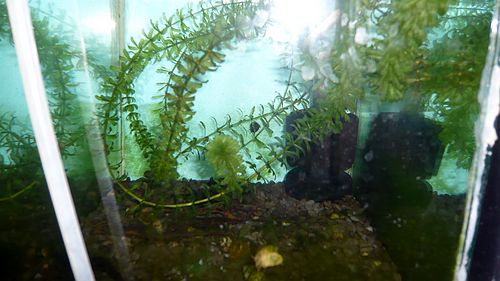 圆尾斗鱼怎么养出状态,中国斗鱼圆尾斗鱼