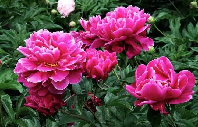 几种吉祥富贵的植物,最适合家里养的十大开花植物