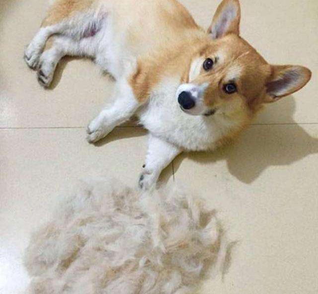 狗狗换毛季的正确方法,狗狗换毛正确处理方法