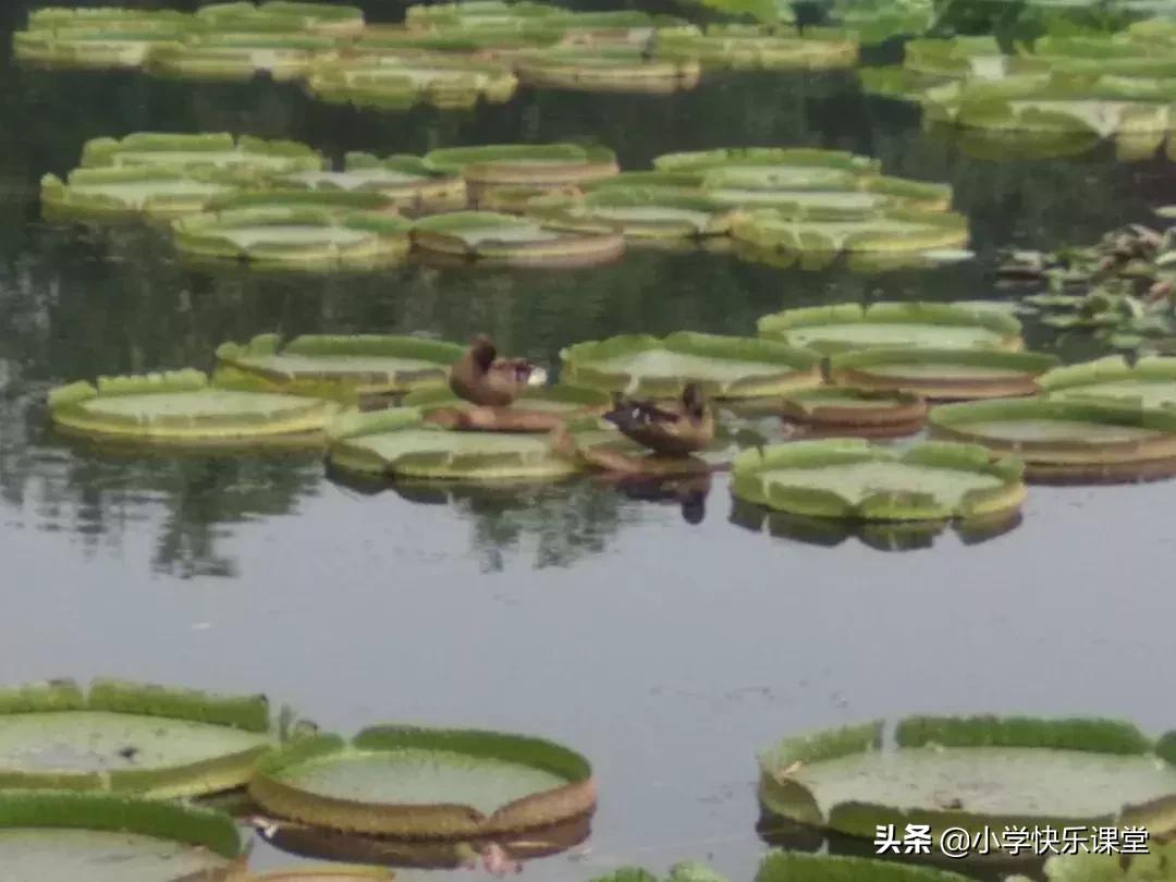 写作指导怎样写读后感,小学生作文6种体裁写作方法指导