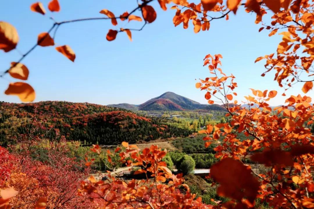 东北五里屯特产排行榜前十名,龙湾特产必买清单