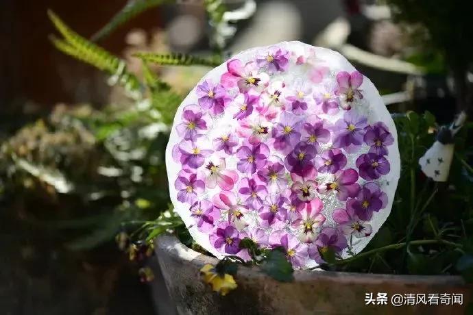 冻冰花美篇,冻冰花的美篇