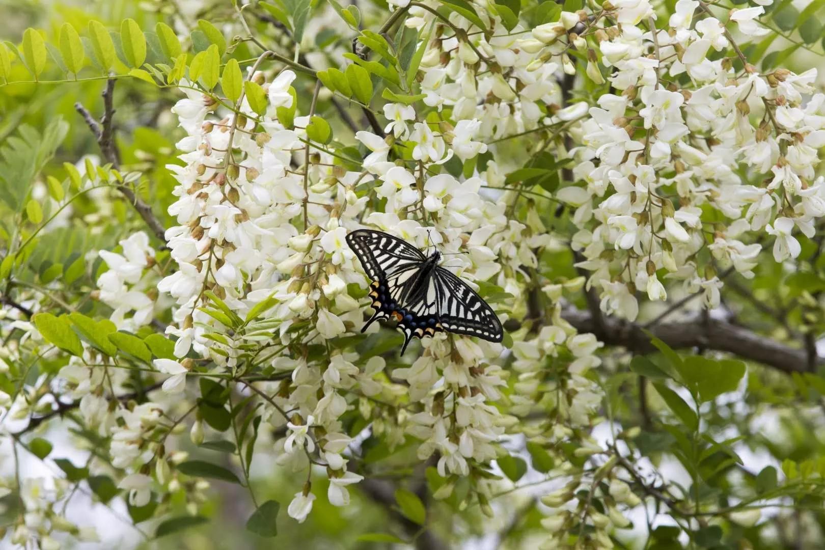牧野寻芳探槐乡三寰牧场趣味亲子赏槐徒步大会启动