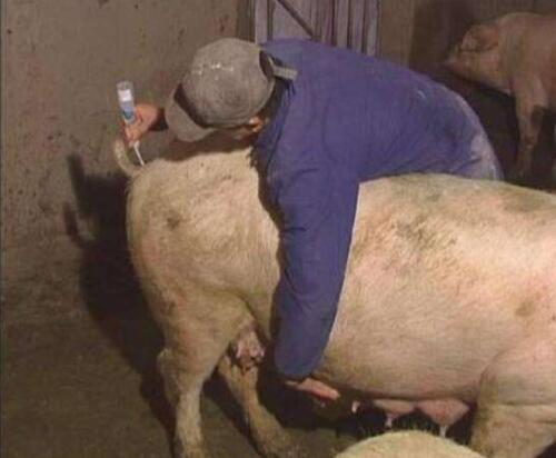 母猪养殖最好的方法,养好母猪的四大要点