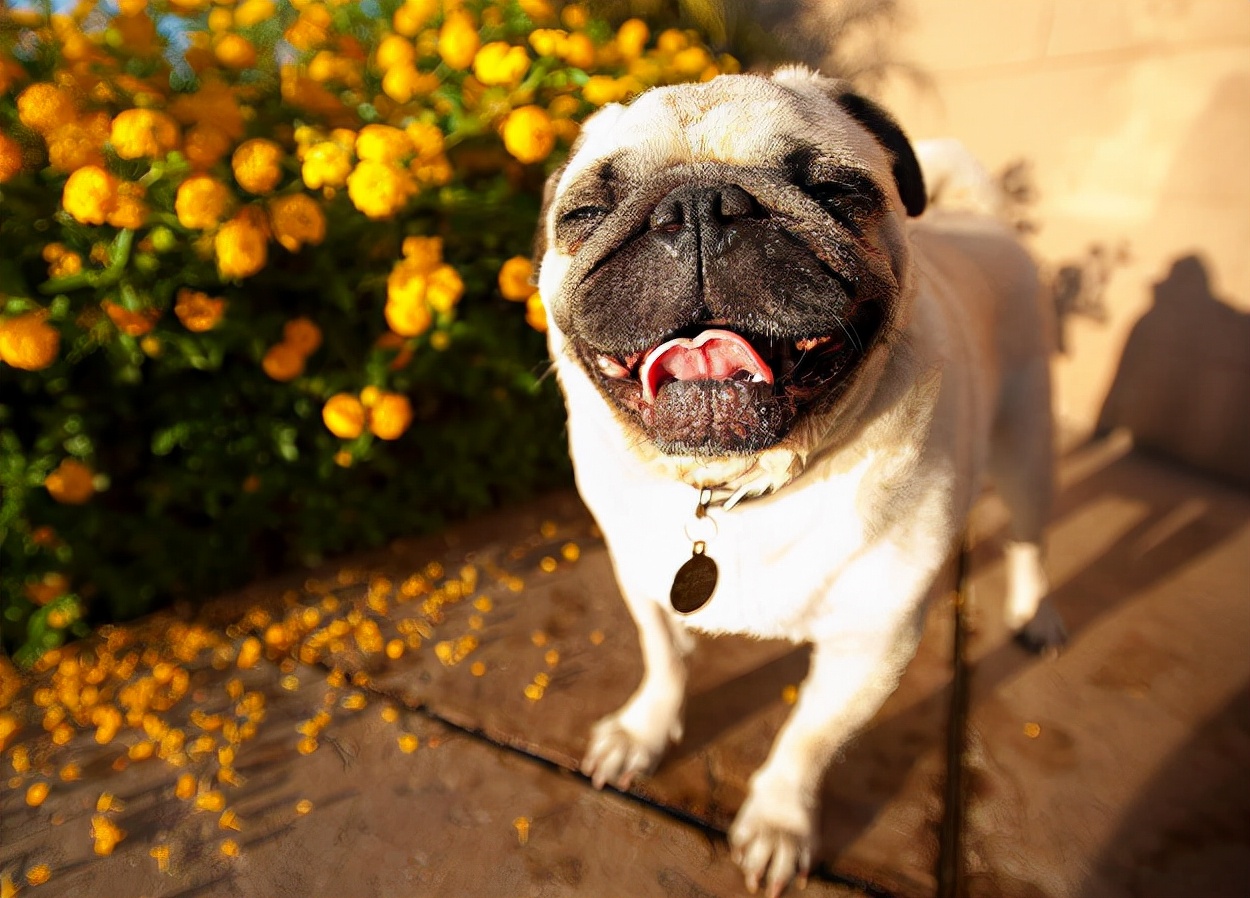 巴哥犬冷知识你知多少,巴哥犬的六大缺点