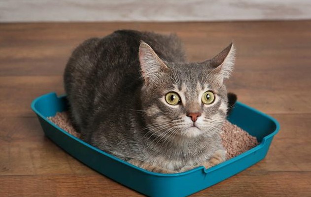 猫咪尿液很臭是怎么回事,猫咪的尿最近变得很臭