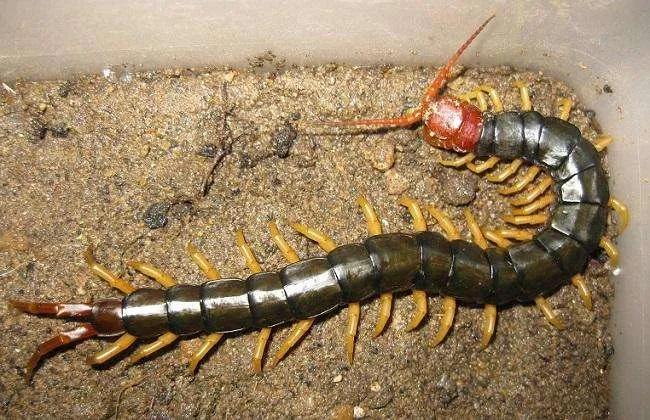 13岁女生呼吸不上来怎么回事,孩子突然眼睛肿呼吸困难