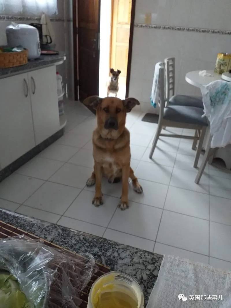 猫咪表情包喵星人,一组有故事的喵星人表情包