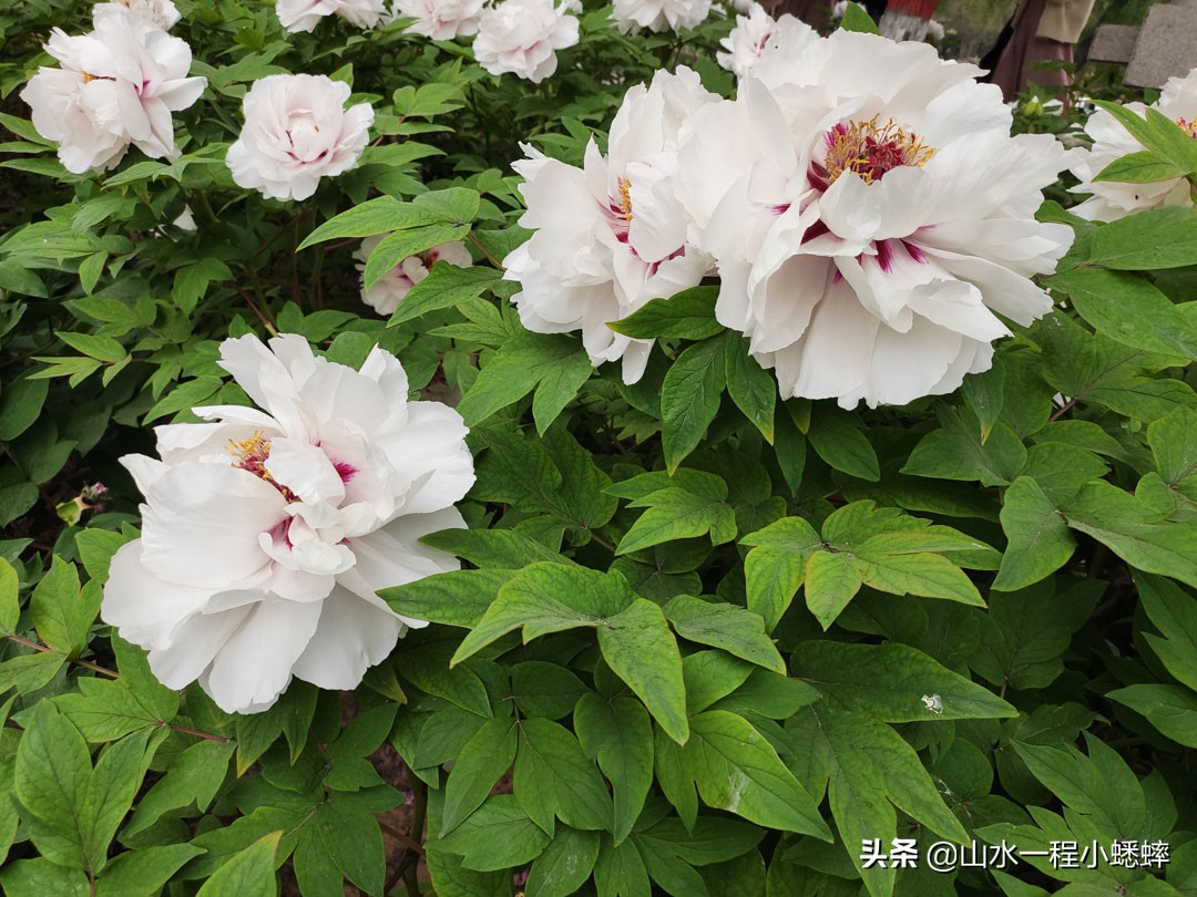 长安公园不愧是石家庄公园老大，牡丹花开真国色,游人如织来长安