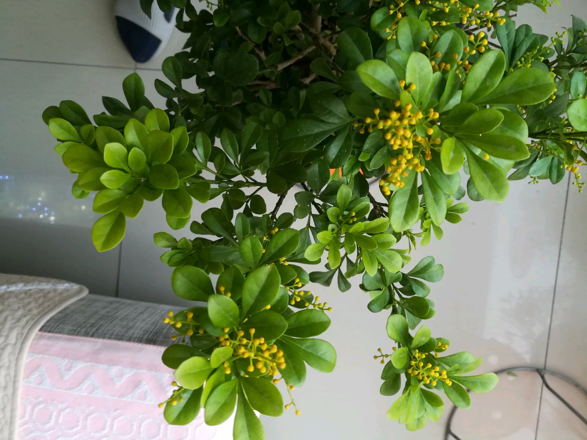 米兰花用大盆好还是小盆好养殖,米兰花大盆养好还是小盆好