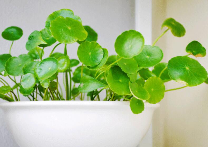 聚水为财是什么意思,招财花卉能水养吗