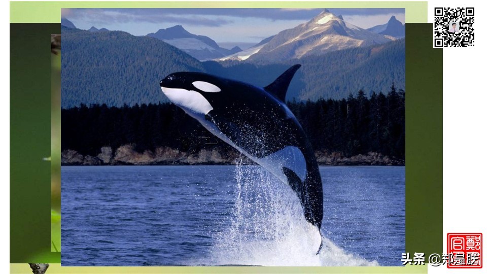 七上人教版第十七课动物笑谈课件,七上语文动物笑谈