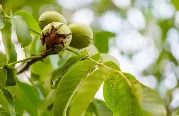 核桃越放浆越能结吗,核桃放浆的最佳时间