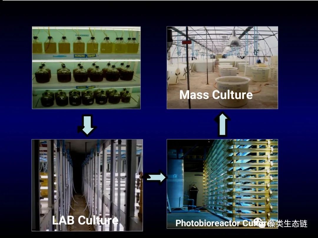 藻类培养课程视频教程,海南藻类生态链