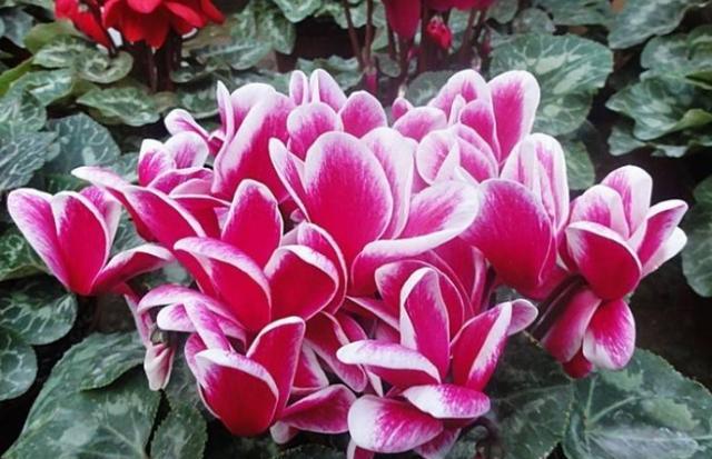 夏季怎么养仙客来能开花,家庭养仙客来注意事项