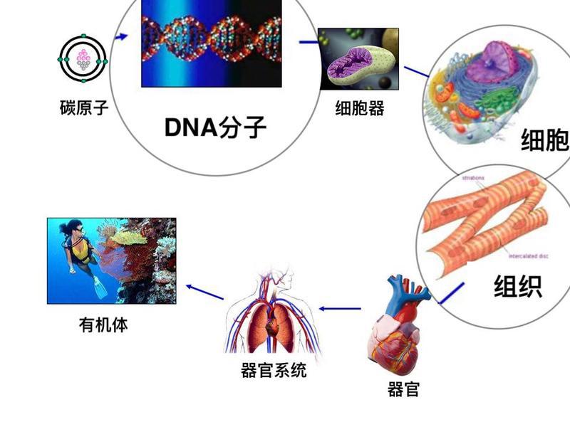 发现肺癌早期要不要做基因检测,磨玻璃型早期肺癌用做基因检测吗