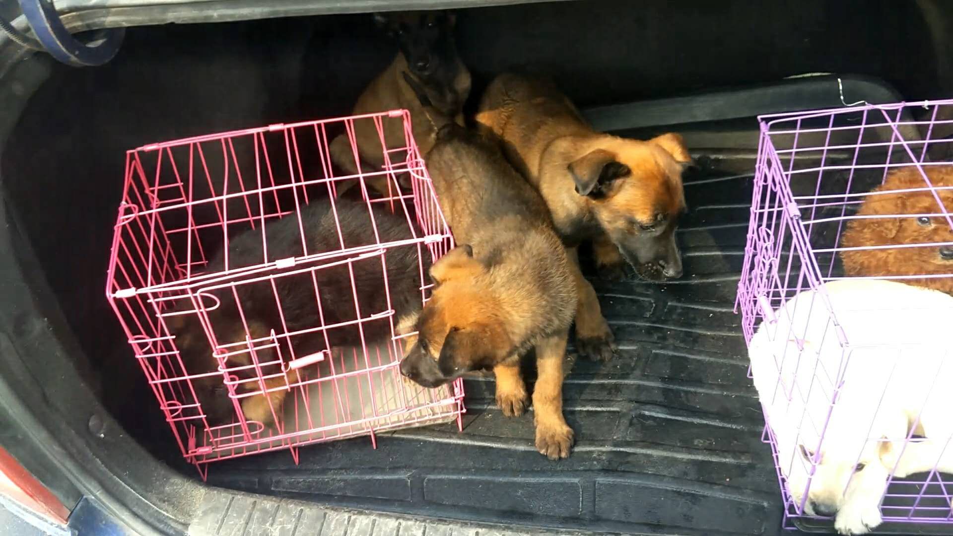 小伙去狗场抓德牧,开封狗市抓狗