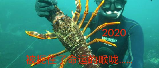 澳洲龙虾出口到中国多少钱一斤,澳洲龙虾进口批发市场