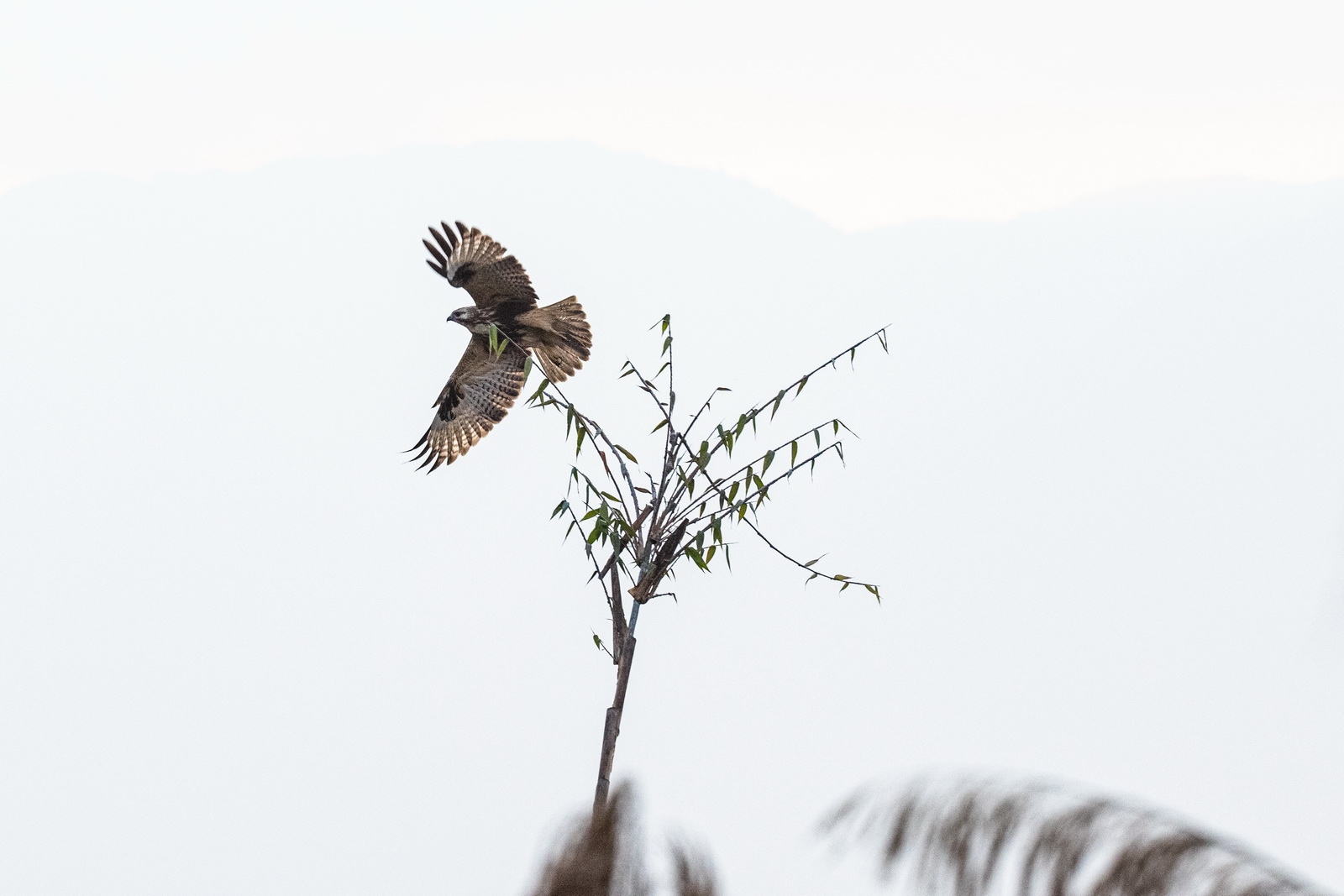如何用eosr5拍摄视频,eosr5摄影