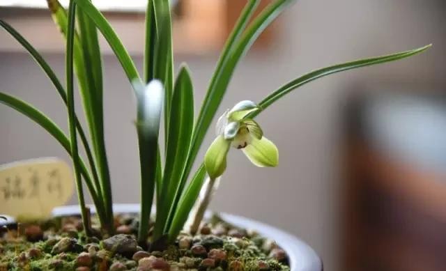 每日一品栏目,每日一品七律