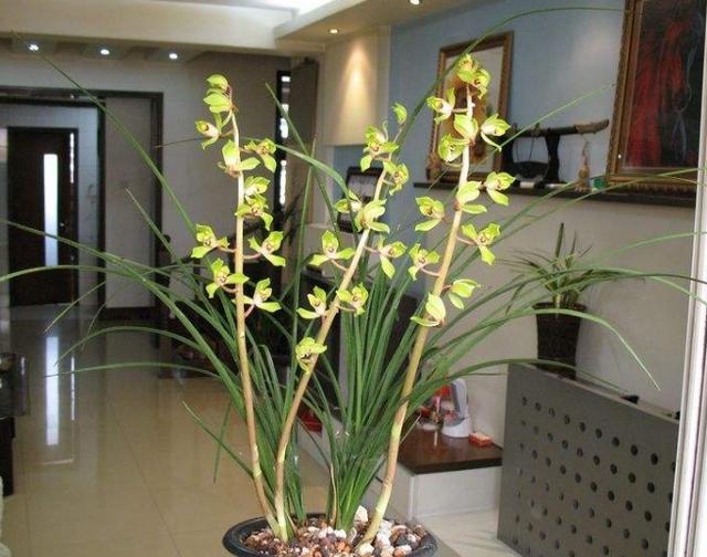 乾隆时，江苏医师无意发现了一兰花，兰友们称其为：赤惠梅瓣之王