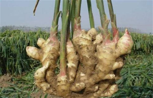 生姜盆栽水养方法,小生姜怎么养成盆栽