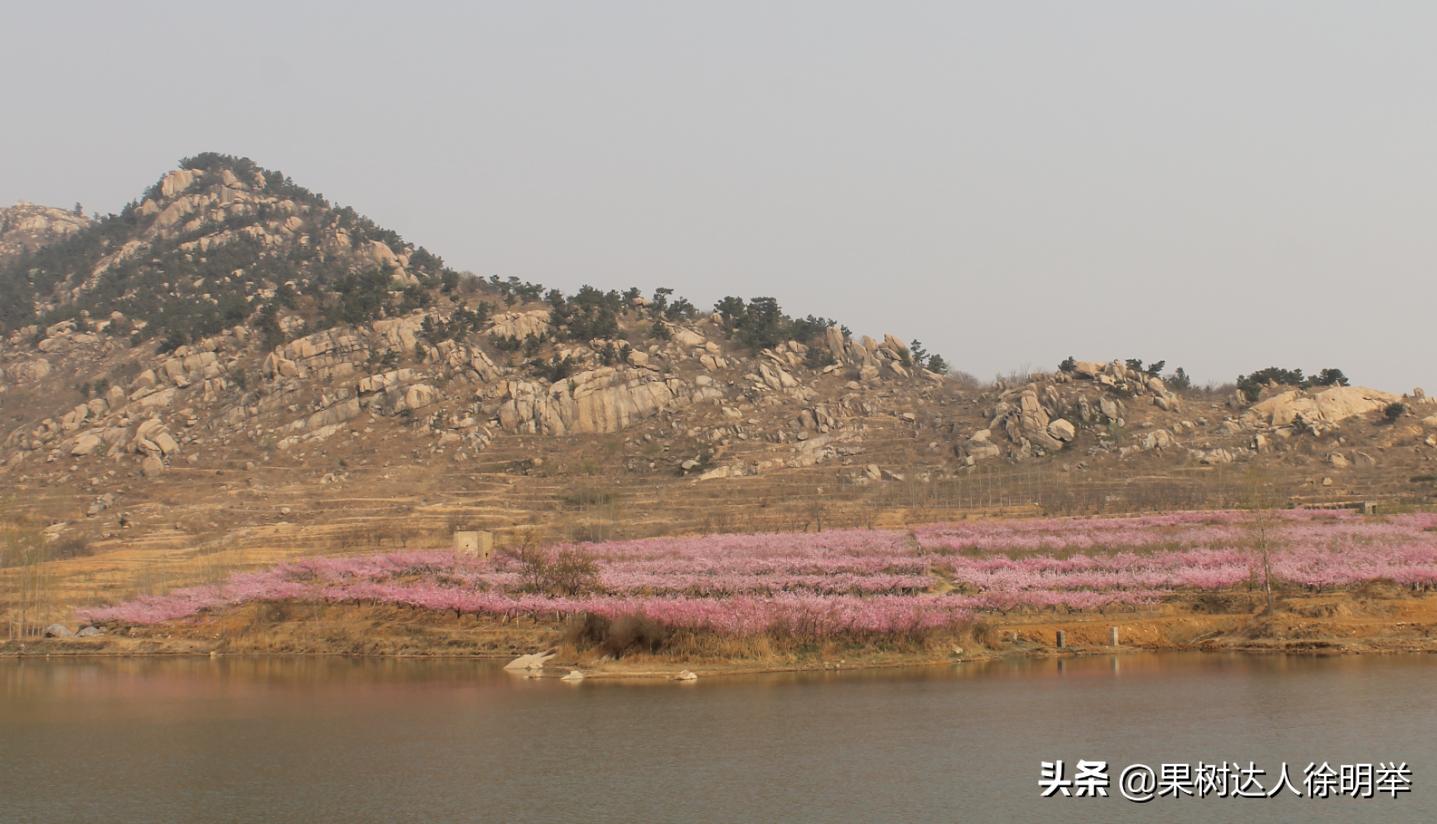 生态果园发展模式,生态果园助推乡村振兴工作