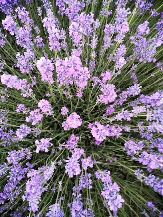 植物物语香草沐浴露,植物园薰衣草