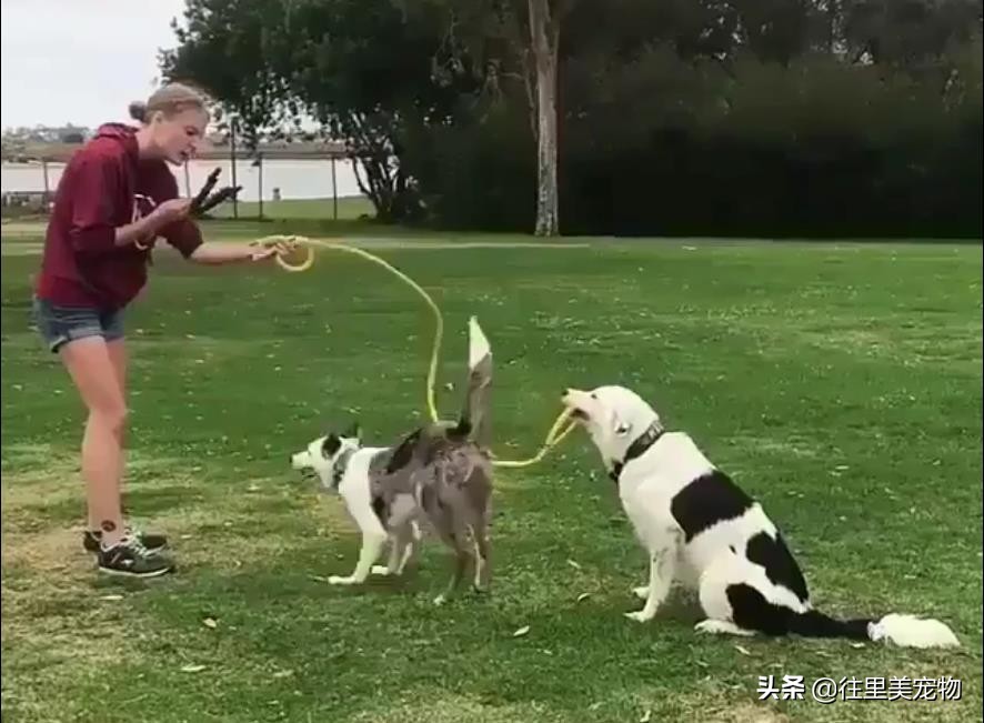 狗狗跳绳训练,狗狗怎样训跳绳