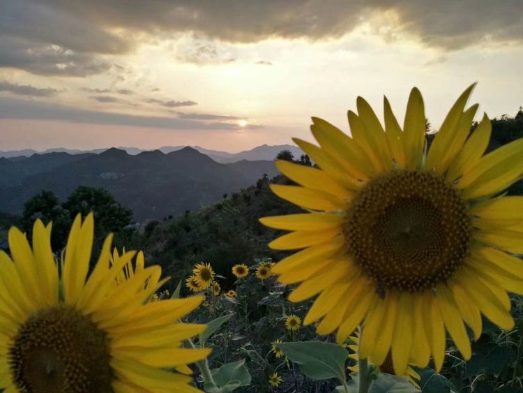 8月向日葵云海（徽州百工、黟县的朋友圈、瓷都景德镇）采风