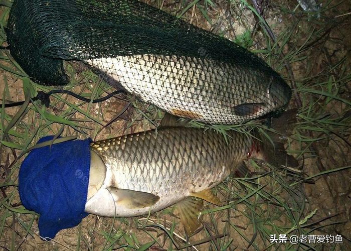 诱鱼简单窝料配方大全图解,诱鱼简单窝料配方制作方法