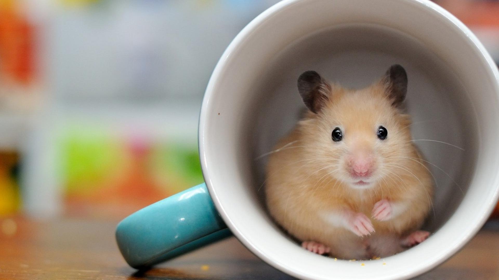 最适合懒人养的宠物前十名,适合懒人养的十大宠物