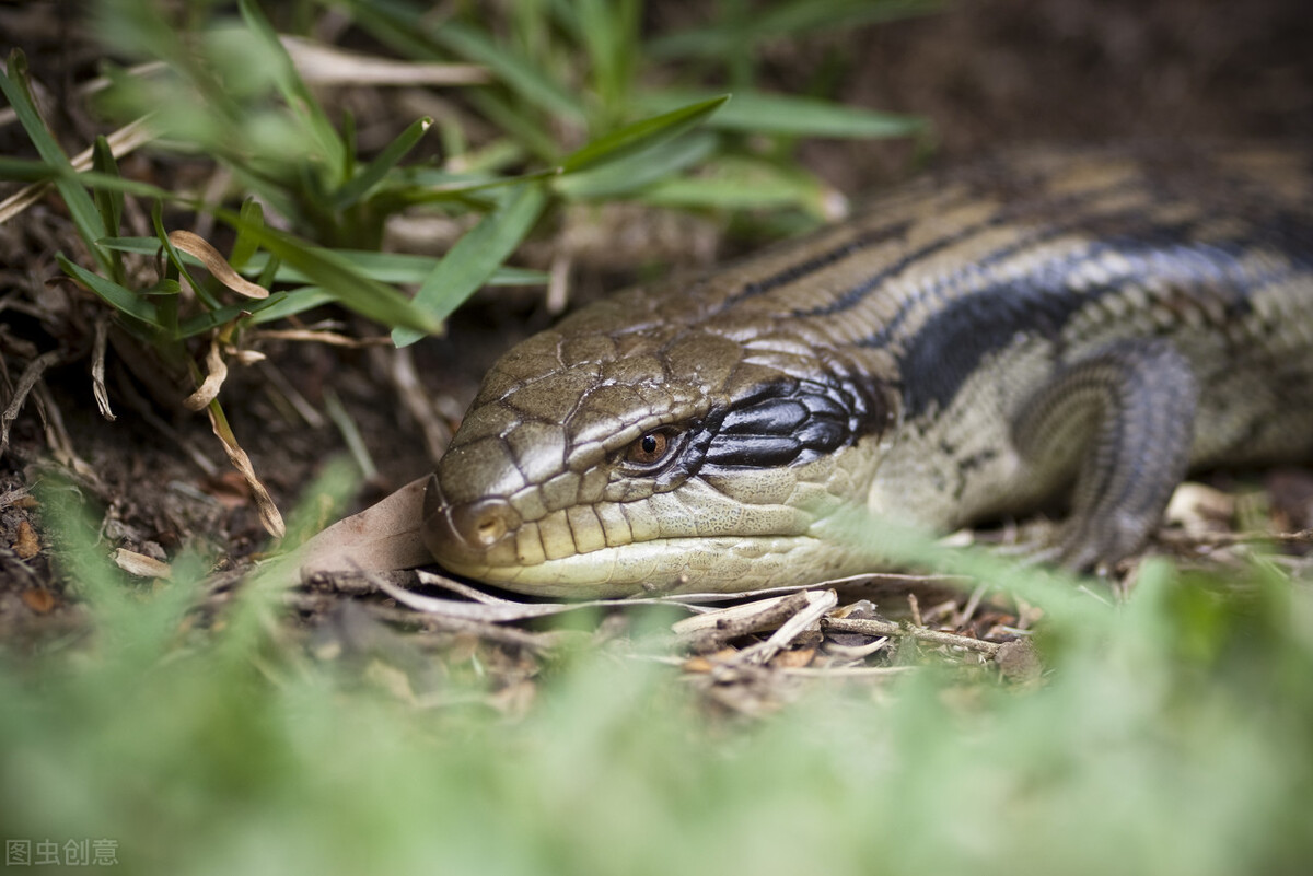 俗称臭大姐的虫子是益虫还是害虫,狗婆蛇是保护动物吗