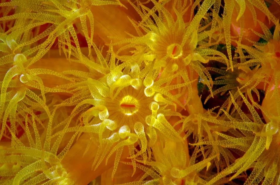 珊瑚是腔肠动物还是植物,珊瑚是植物还是动物还是礁石