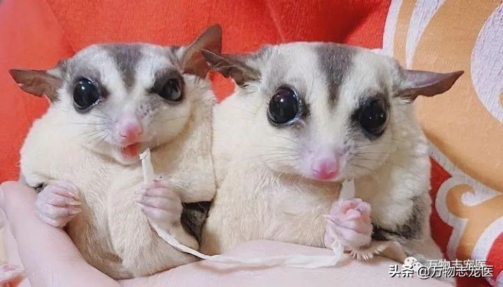 小小蜜袋鼯会咬人吗,新手养蜜袋鼯必须要注意的点