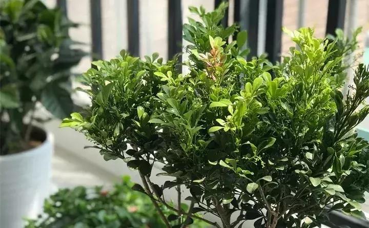 常见植物大全视频,常见的木本植物有哪些