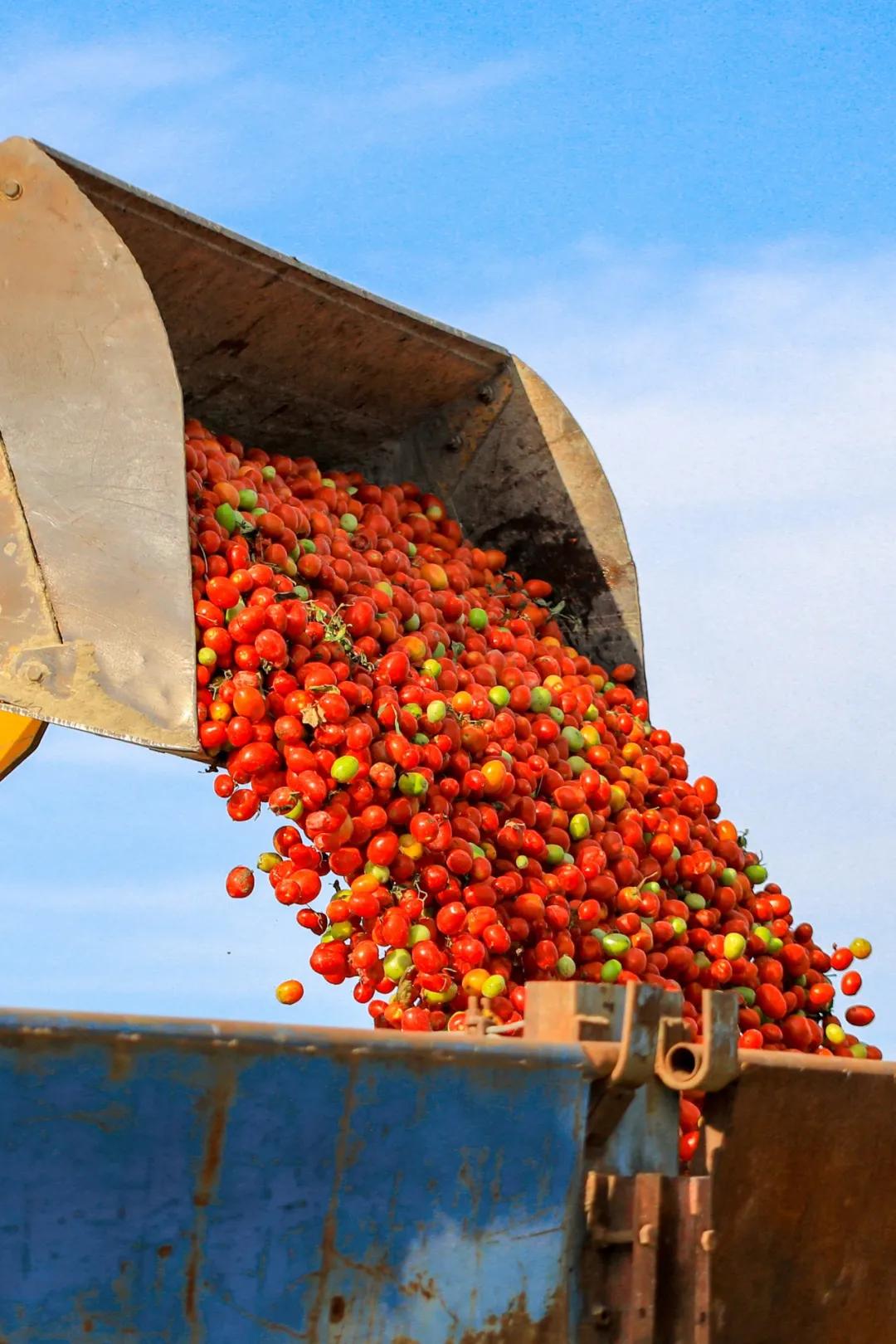 喀什比较好的烤羊肉店,喀什烤羊肉最好吃的地方