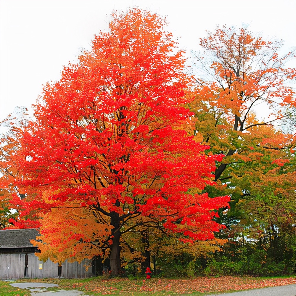 绿化带常见植物名称及图片,100种绿化带或路边常见的花草