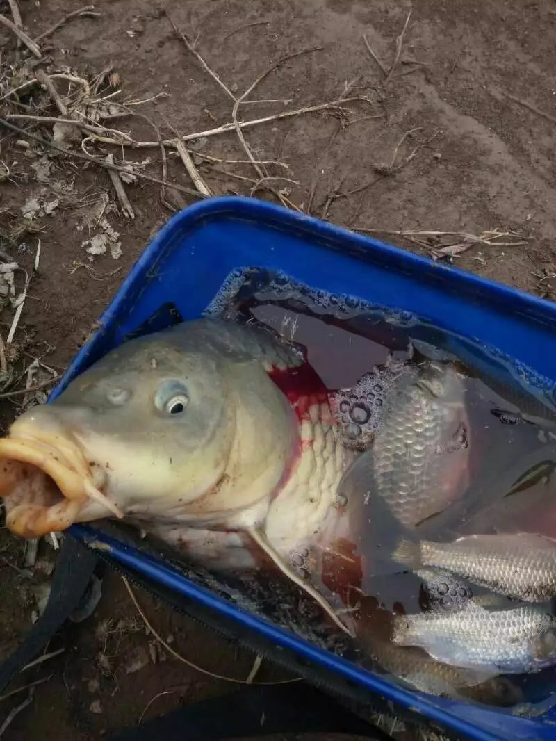 麝香大鲤，给我惊喜。夜钓想有好收获好位置和好饵料一个不能少