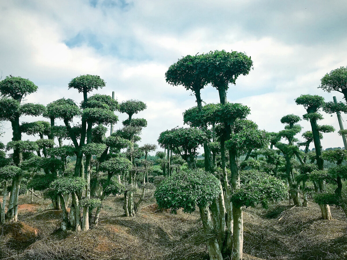 苗木冬季养护标准,盛夏园林苗木养护