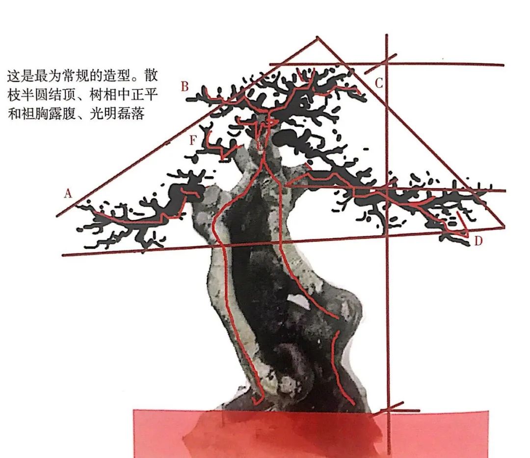 新手榆树盆景造型设计,榆树盆景造型设计教程