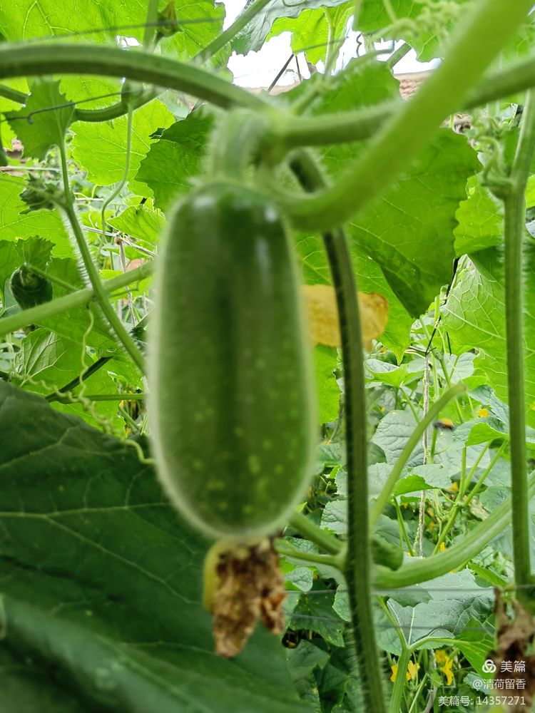 散文:黄黄的瓜花儿