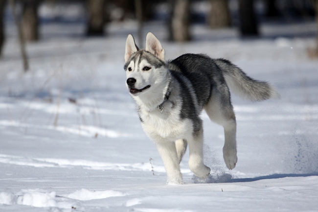 疫苗拉稀,打完疫苗拉稀怎么解决